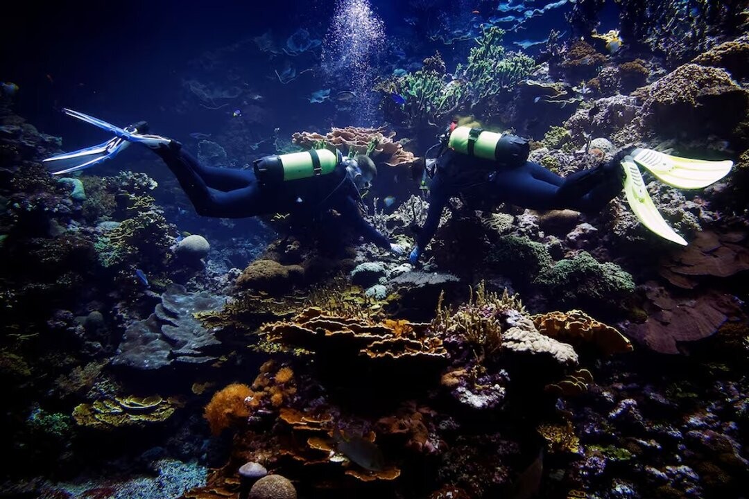 Создание резервата кораллов для спасения исчезающих видов